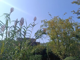 蓝天映衬下的繁茂植物