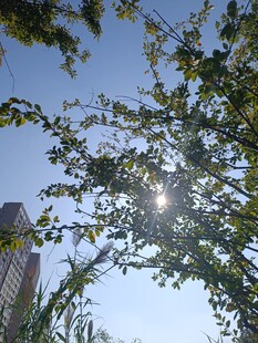 阳光透过枝叶洒向蓝天