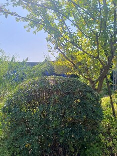 绿意盎然的园林景观