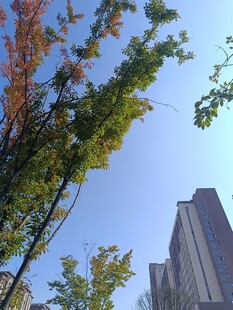 秋日树梢与楼的景致