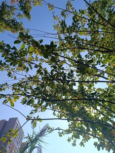 仰视枝叶间的蓝天美景