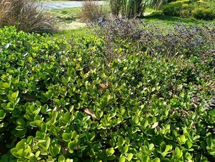 绿意盎然的灌木丛景观