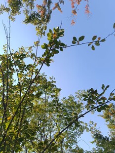 蓝天映衬下的繁茂树枝