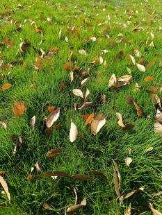草地上的落叶