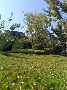 秋日草地落叶与树木景观