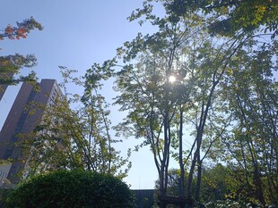 阳光透过树木的美好景象