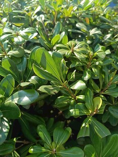 绿叶繁茂的植物景观