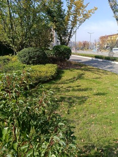 路边绿意盎然的园林景观