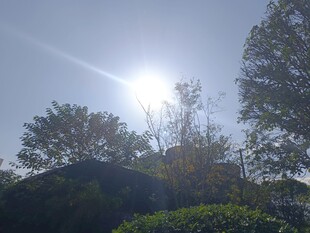 阳光穿透树木的美好景象