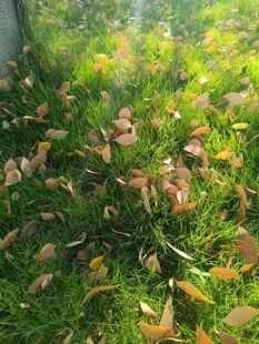 阳光下的草地与落叶