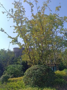 阳光下的绿植景观