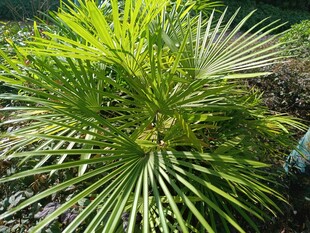 翠绿扇形叶片的棕榈植物