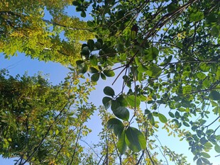 仰视繁茂绿树蓝天