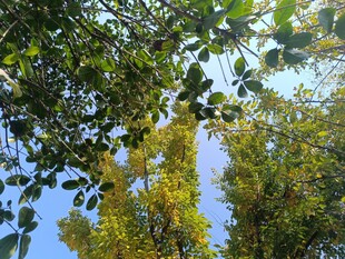 透过枝叶看蓝天