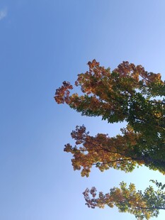 蓝天映衬下的斑斓树叶