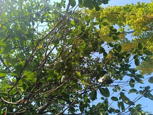 阳光下繁茂的绿树与枝叶