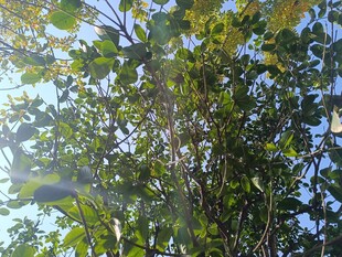 阳光照耀下的繁茂绿树