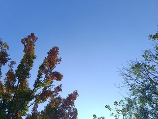 秋日树梢映蓝天