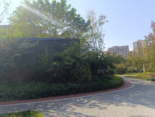 小区内的林荫小道景观