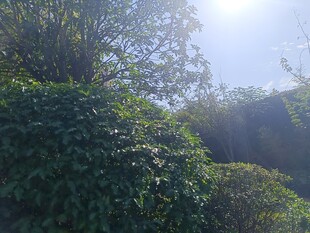 阳光照耀下的繁茂绿植