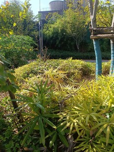 绿意盎然的户外植物景观