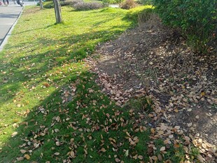 草地旁的落叶景观