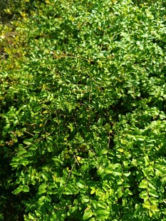 翠绿繁茂的藤蔓植物