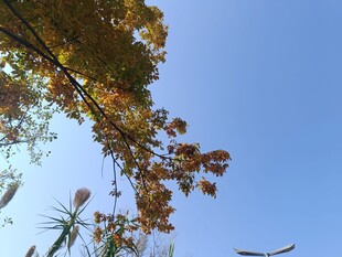 秋日树梢映蓝天