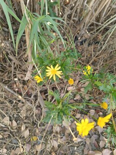 野外绽放的黄色小花