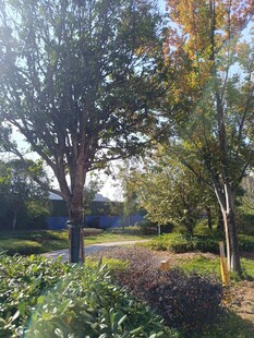 秋日公园林荫美景