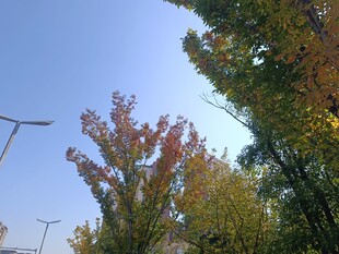 秋日树梢与蓝天风车景象