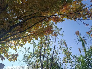 秋日树梢与蓝天美景