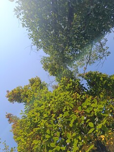 仰视茂密枝叶与蓝天