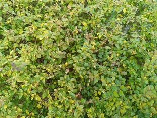 翠绿繁茂的植物景观