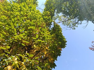 蓝天映衬下的葱郁绿树