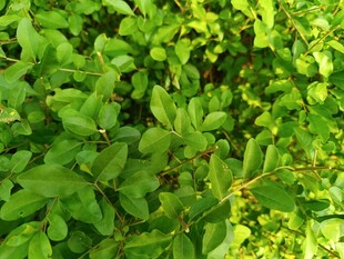 翠绿繁茂的植物叶片