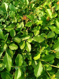 翠绿繁茂的植物叶片