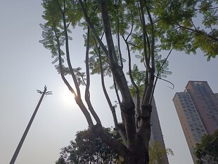 城市中挺拔的绿树