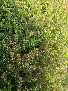 繁茂绿植中的点点紫花