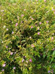 繁茂花丛中的粉色小花