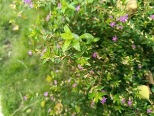 繁茂绿植中的多彩小花