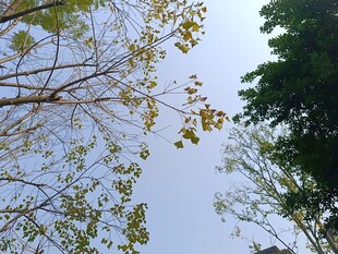 仰视树木枝叶蓝天景象