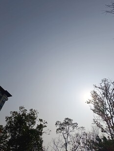 阳光下的树木与建筑