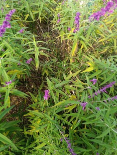 紫色野花丛中的生机景象