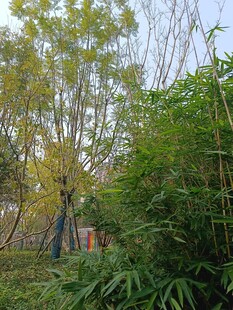 秋日园林中的树木与绿植