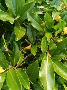 绿叶繁茂的植物景观