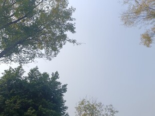 仰视天空中的葱郁树木