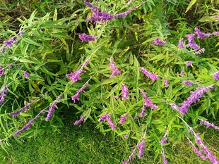 紫色花卉绿植繁茂景象