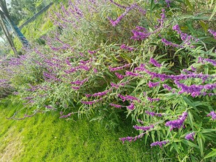 紫色花丛点缀绿色草地