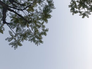 仰视枝叶繁茂的树梢